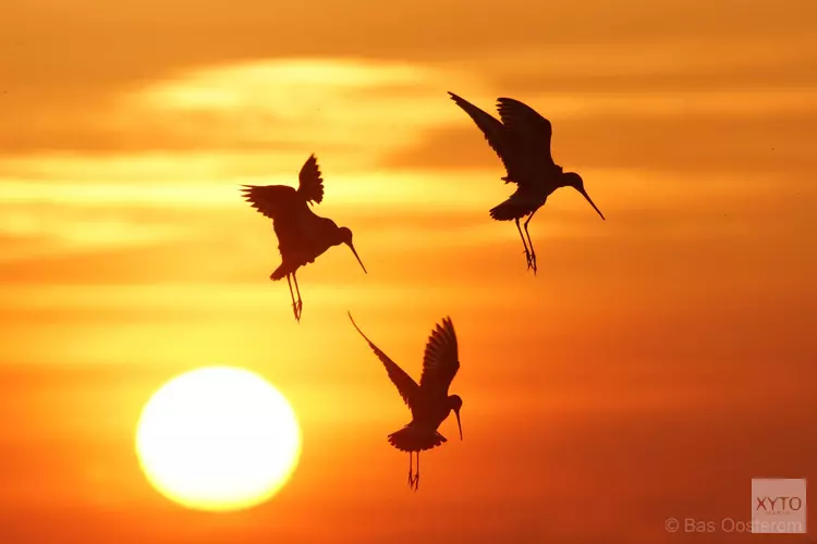 Meer weidevogels in het wormer- en jisperveld