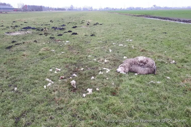 Meerdere schapen verslonden in weiland Wijdewormer