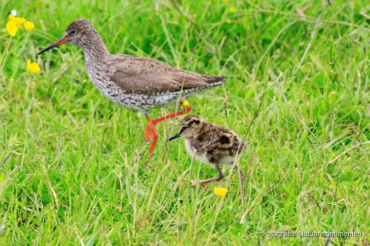 Goed jaar voor weidevogels in het Wormer- en Jisperveld