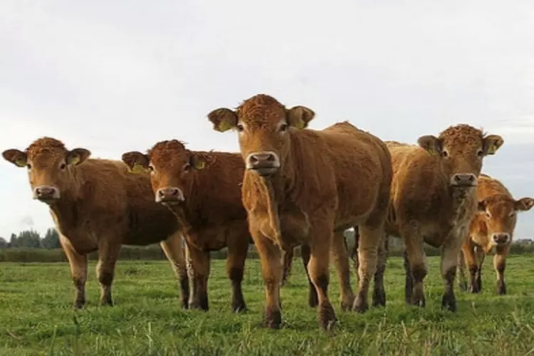 Excursie vaartocht: Ontspannen in de natuur