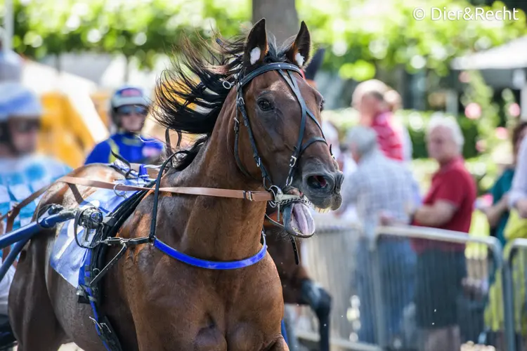 Drafrace in Purmerend: geen feest voor paarden