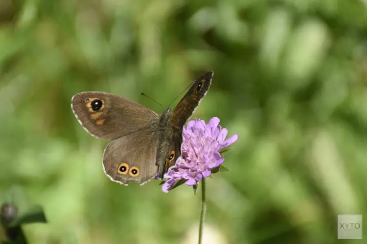 Proef met graslandbeheer om graslandvlinders te helpen